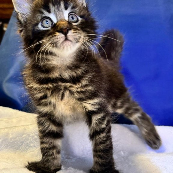 Maine Coon EZ Denis Adamaris