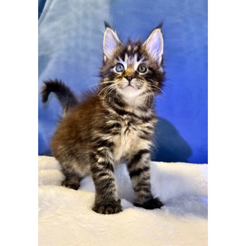 Maine Coon EZ Denis Adamaris