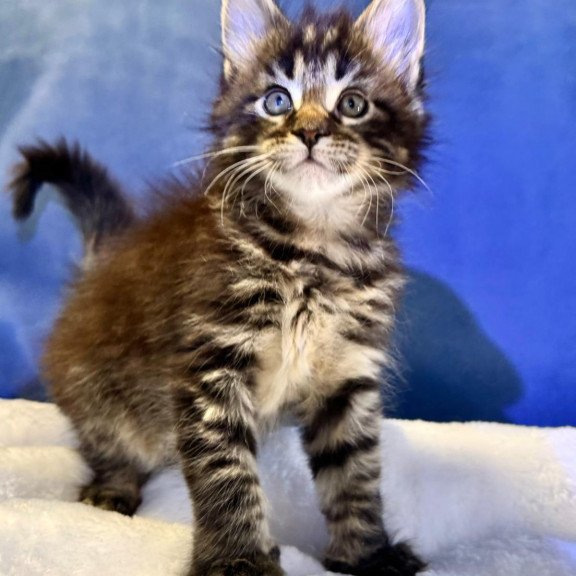 Maine Coon EZ Denis Adamaris