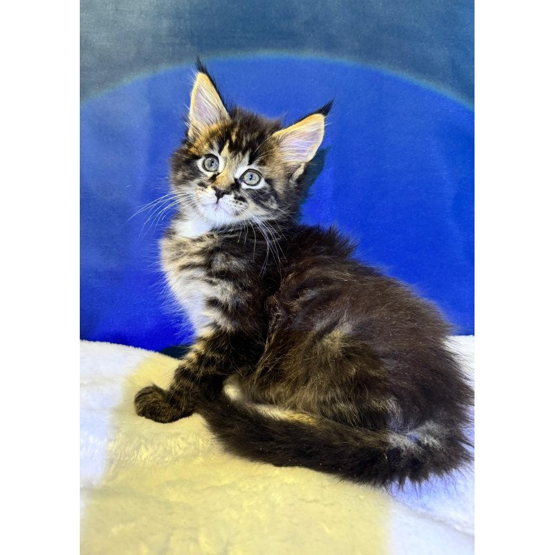 Maine Coon EZ Denis Adamaris