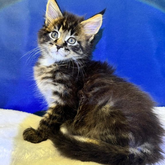 Maine Coon EZ Denis Adamaris