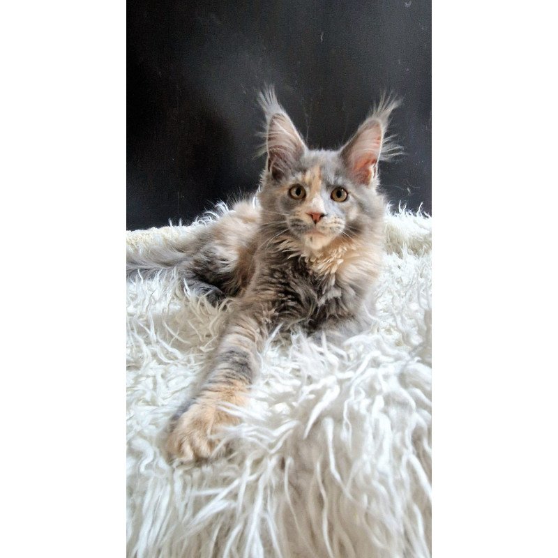 Maine Coon EZ Gloria