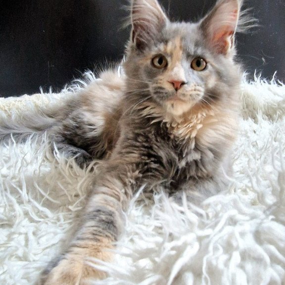 Maine Coon EZ Gloria