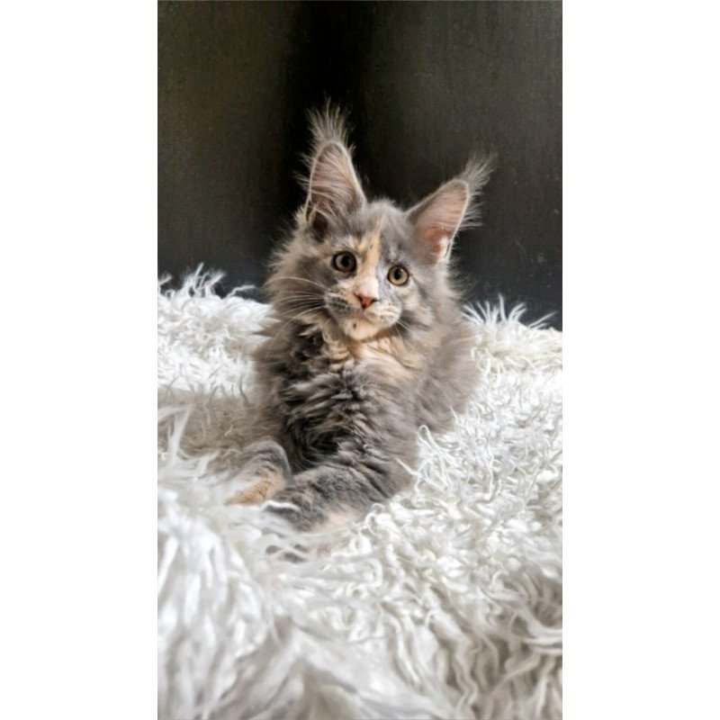 Maine Coon EZ Gloria