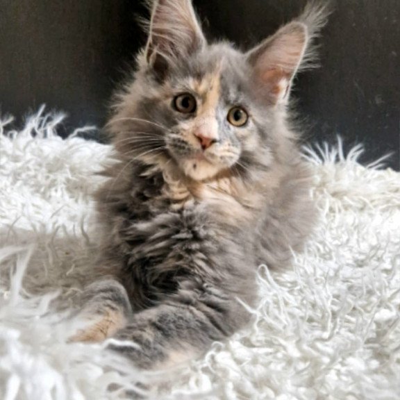 Maine Coon EZ Gloria