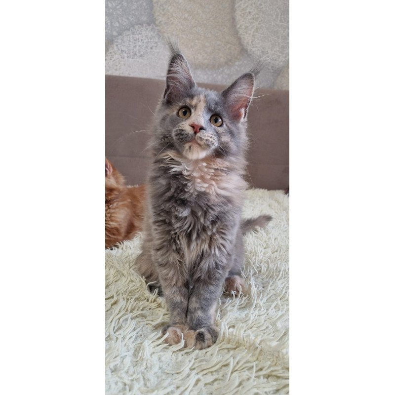 Maine Coon EZ Gloria