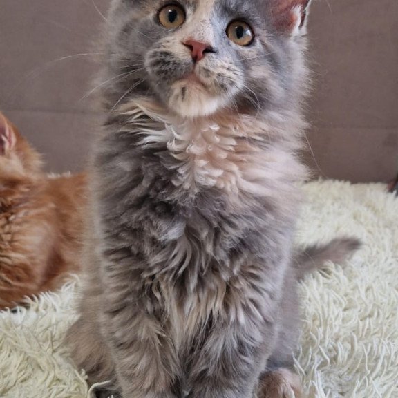 Maine Coon EZ Gloria