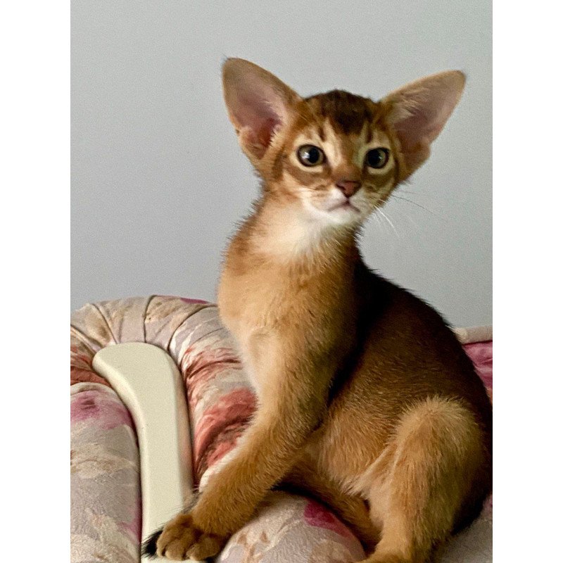 Abyssinian POLIN Miata
