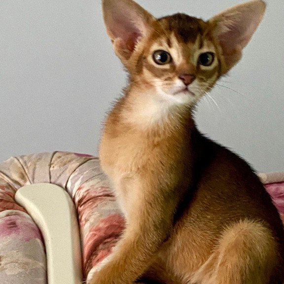 Abyssinian POLIN Miata