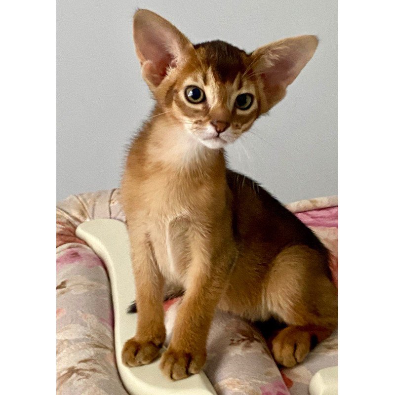 Abyssinian POLIN Miata
