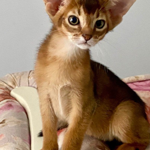 Abyssinian POLIN Miata