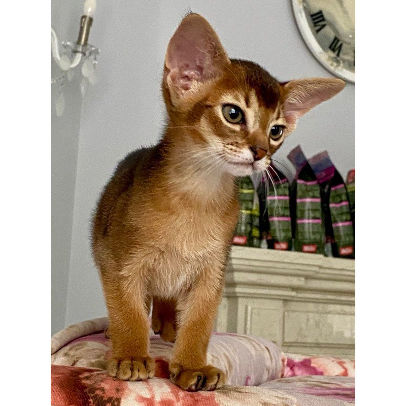 Abyssinian POLIN Miata