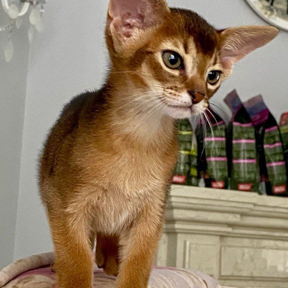 Abyssinian POLIN Miata