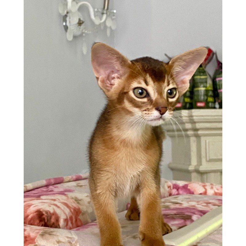 Abyssinian POLIN Miata