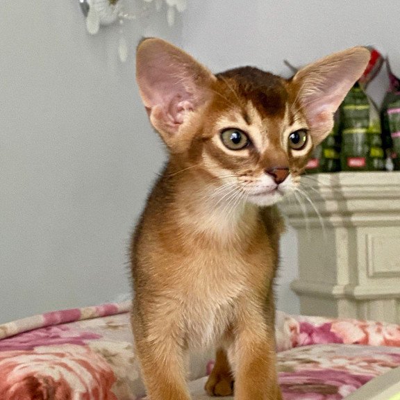 Abyssinian POLIN Miata
