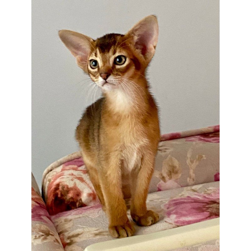 Abyssinian POLIN Miata