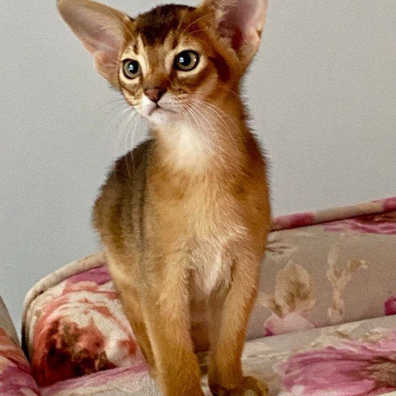 Abyssinian POLIN Miata
