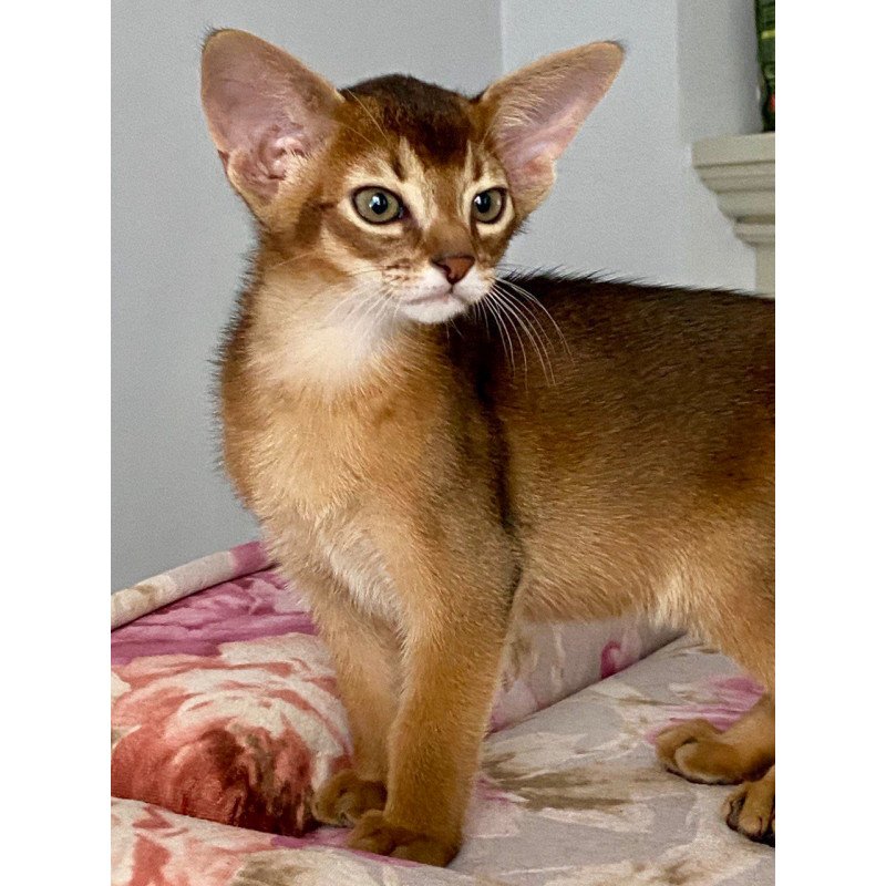 Abyssinian POLIN Miata