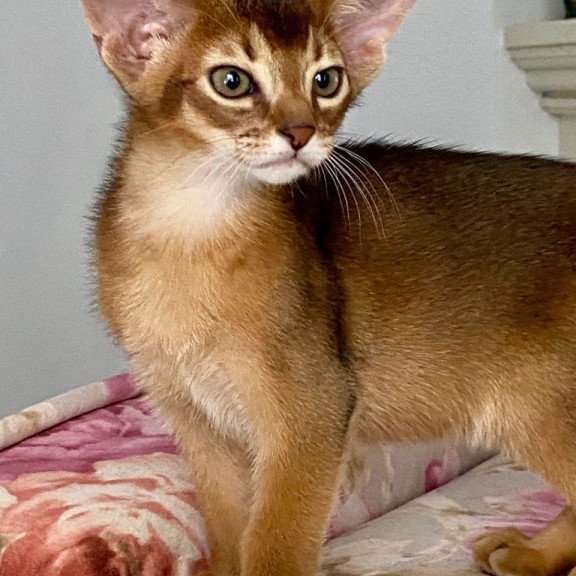 Abyssinian POLIN Miata