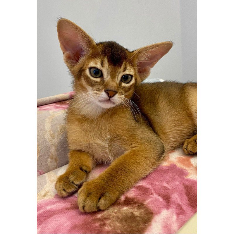Abyssinian POLIN Miata