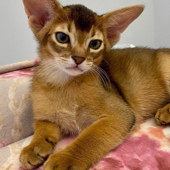 Abyssinian POLIN Miata
