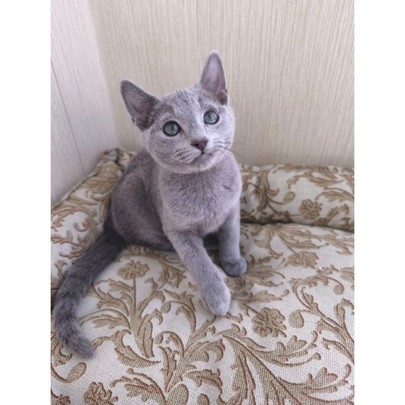 Russian Blue POLIN Zorro