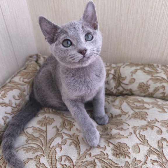 Russian Blue POLIN Zorro