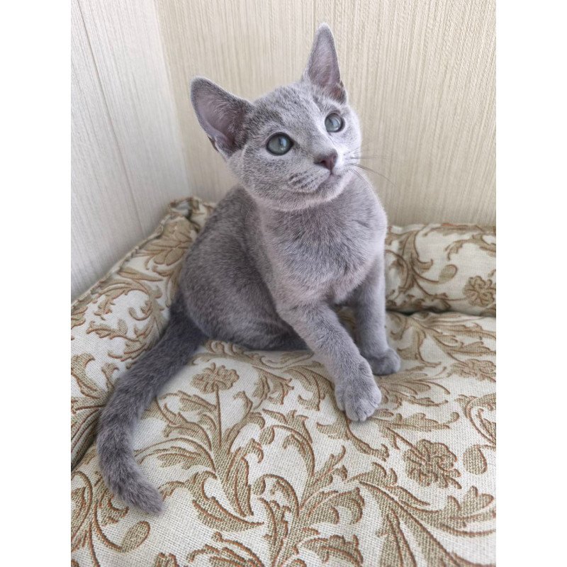 Russian Blue POLIN Zorro
