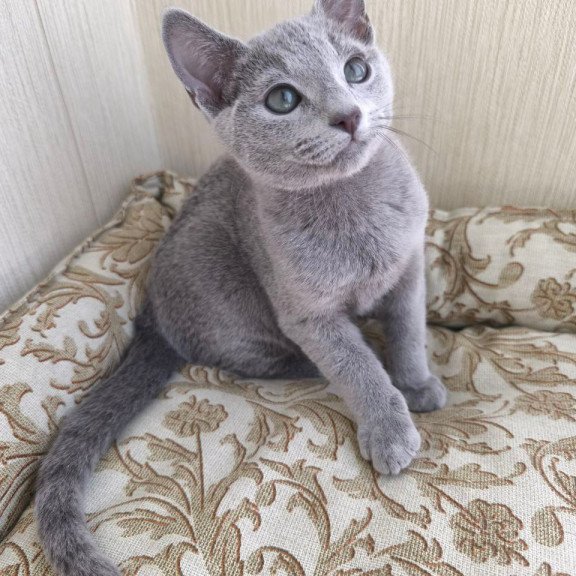 Russian Blue POLIN Zorro