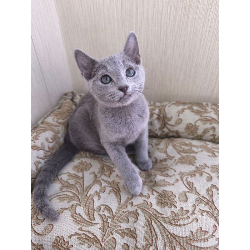 Russian Blue POLIN Zorro