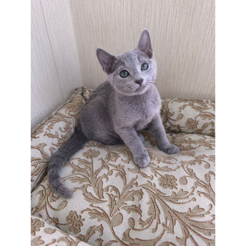 Russian Blue POLIN Zorro