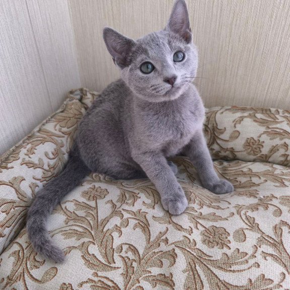 Russian Blue POLIN Zorro
