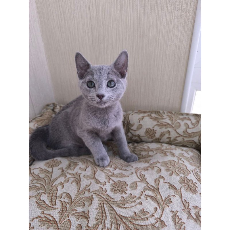 Russian Blue POLIN Zorro