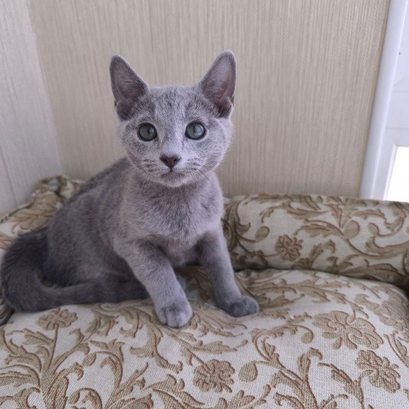 Russian Blue POLIN Zorro