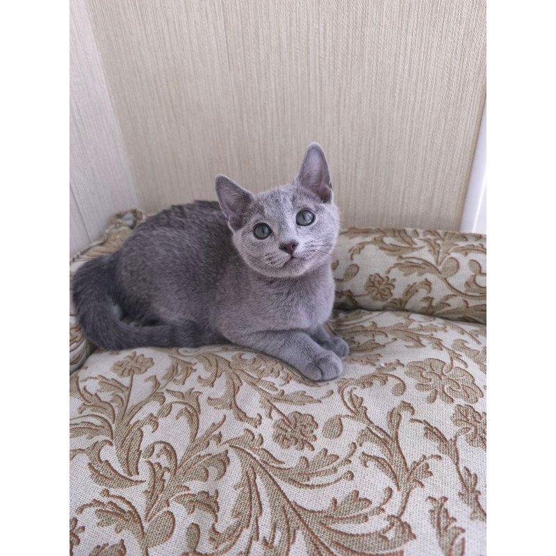 Russian Blue POLIN Zorro
