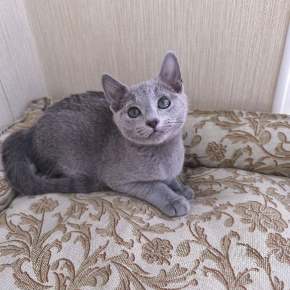 Russian Blue POLIN Zorro