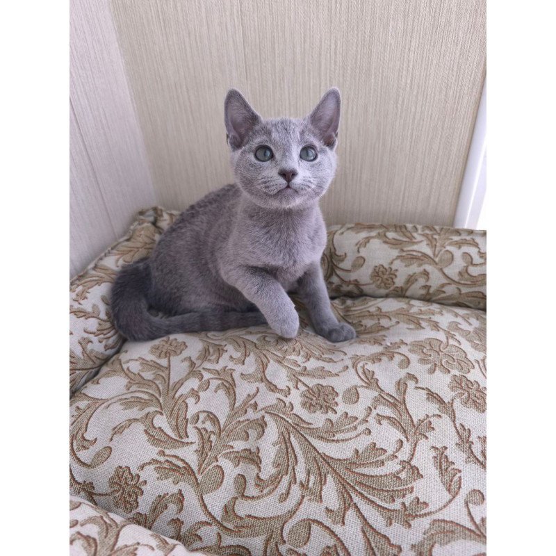 Russian Blue POLIN Zorro