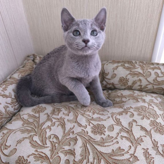 Russian Blue POLIN Zorro