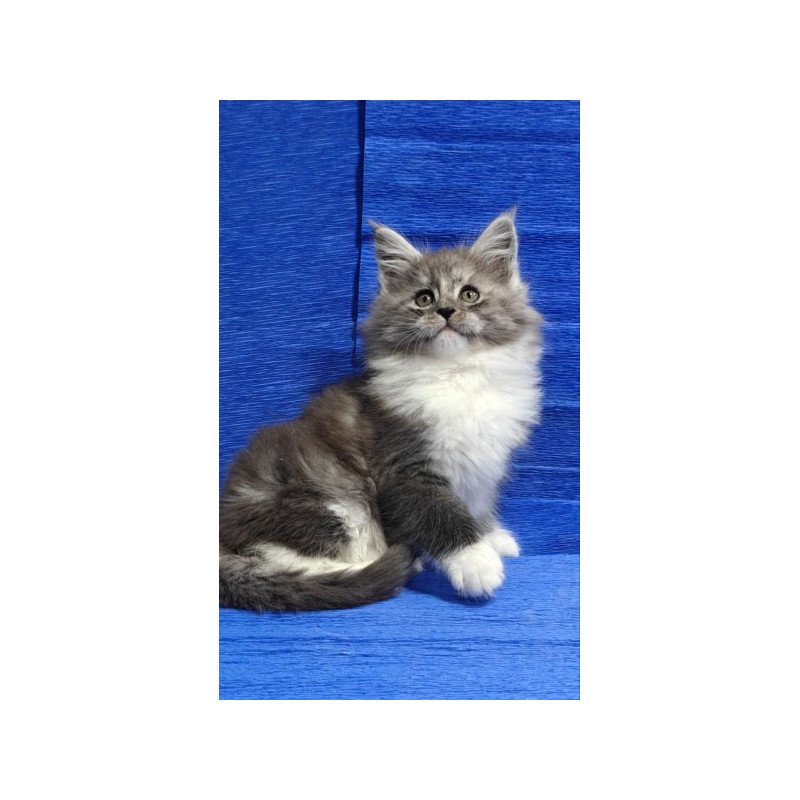 Maine Coon Alva Kerry
