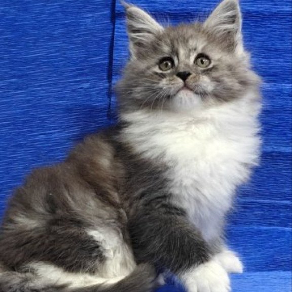 Maine Coon Alva Kerry