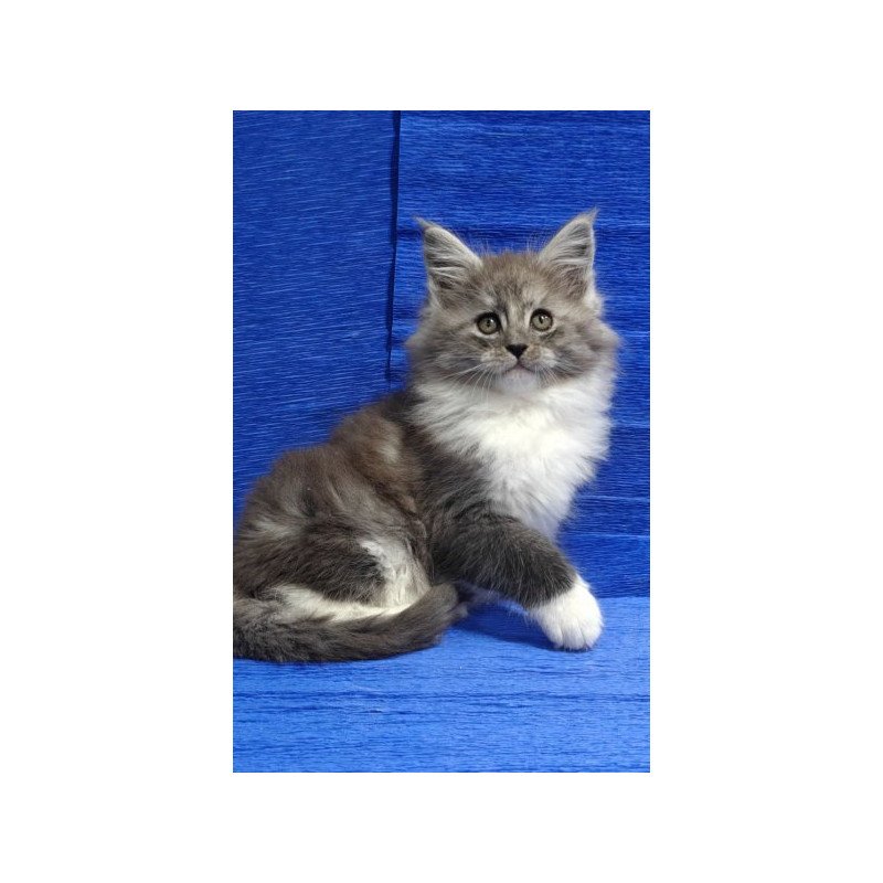 Maine Coon Alva Kerry