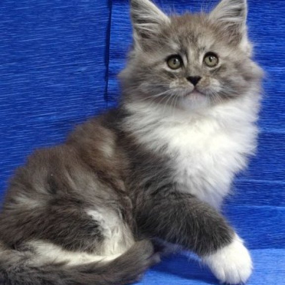 Maine Coon Alva Kerry