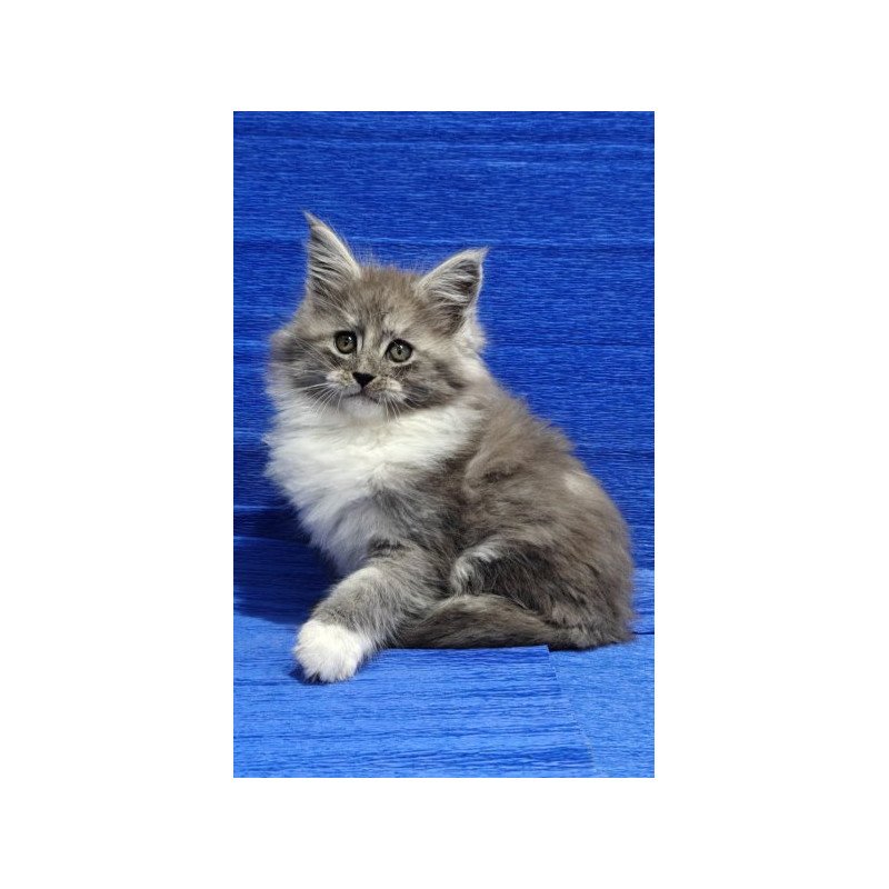 Maine Coon Alva Kerry