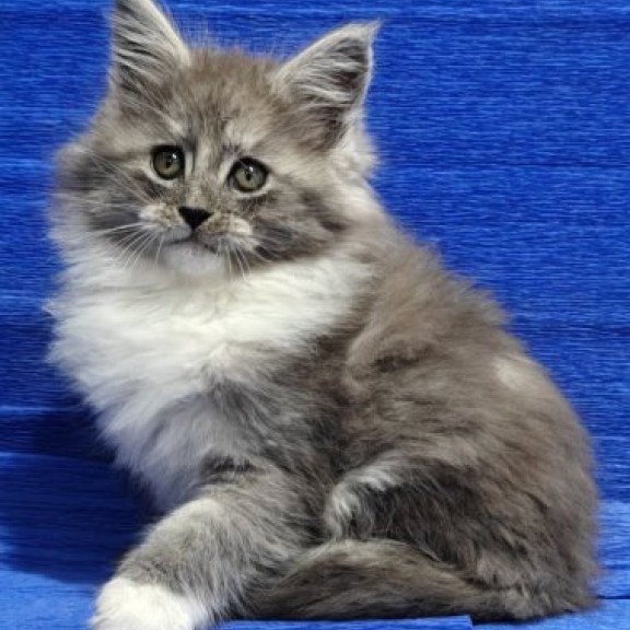 Maine Coon Alva Kerry