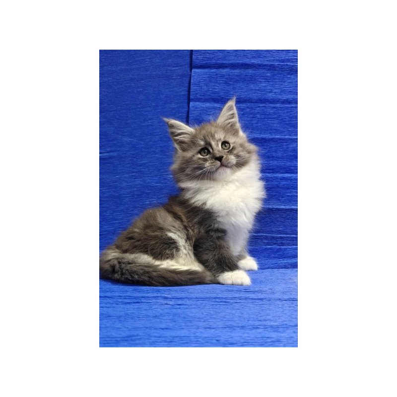 Maine Coon Alva Kerry