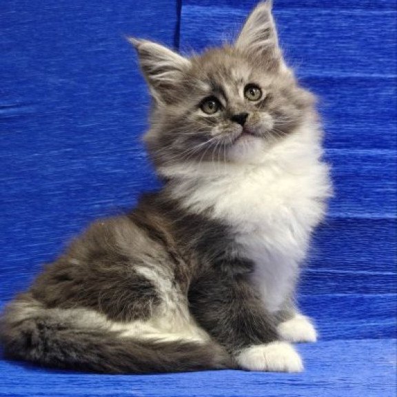 Maine Coon Alva Kerry