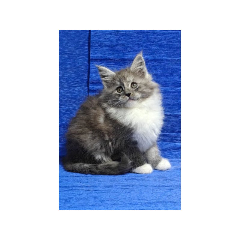 Maine Coon Alva Kerry