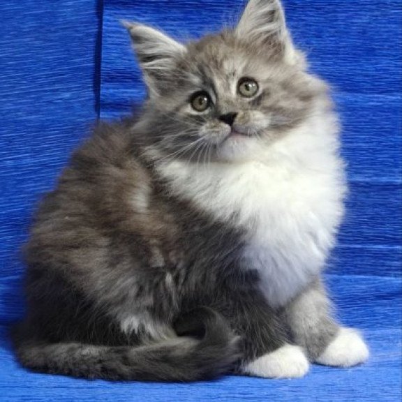 Maine Coon Alva Kerry