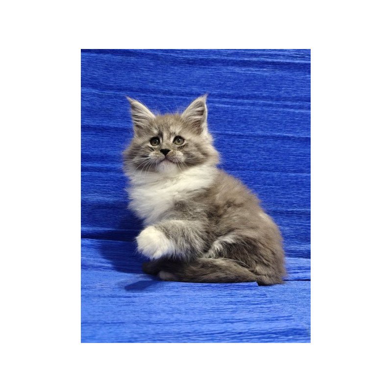 Maine Coon Alva Kerry