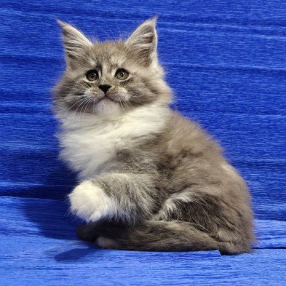 Maine Coon Alva Kerry